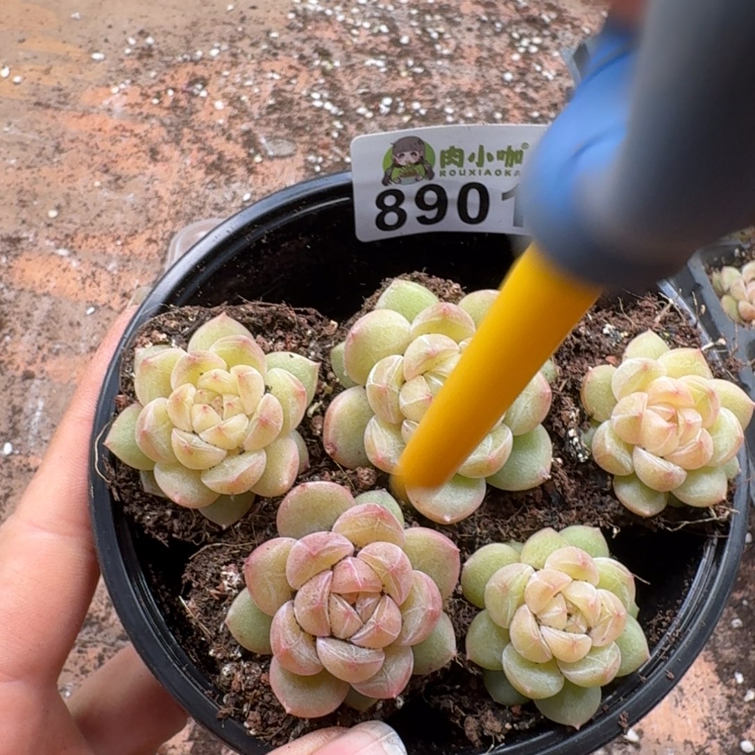 多肉植物多肉植物