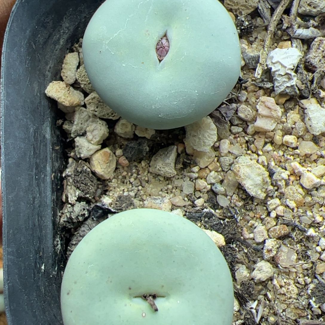 大家过年好22589