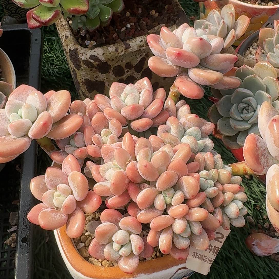 1279一物一拍（满28包邮