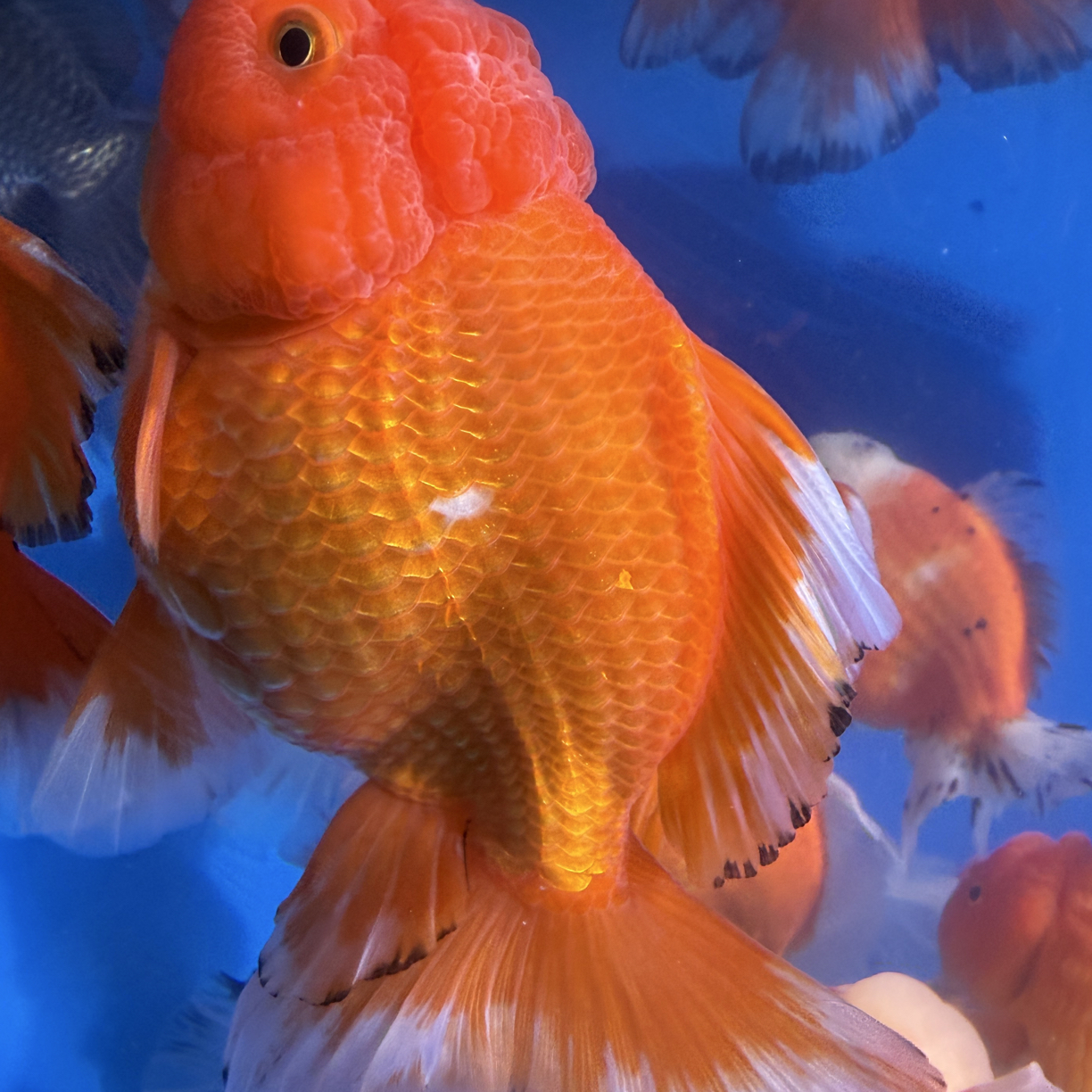 好养耐活的鸿运当头冷水淡水小金鱼观赏鱼