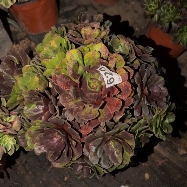 620墨染花月夜多肉植物不售后