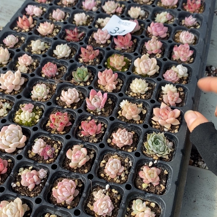 34 多肉植物盆栽花卉