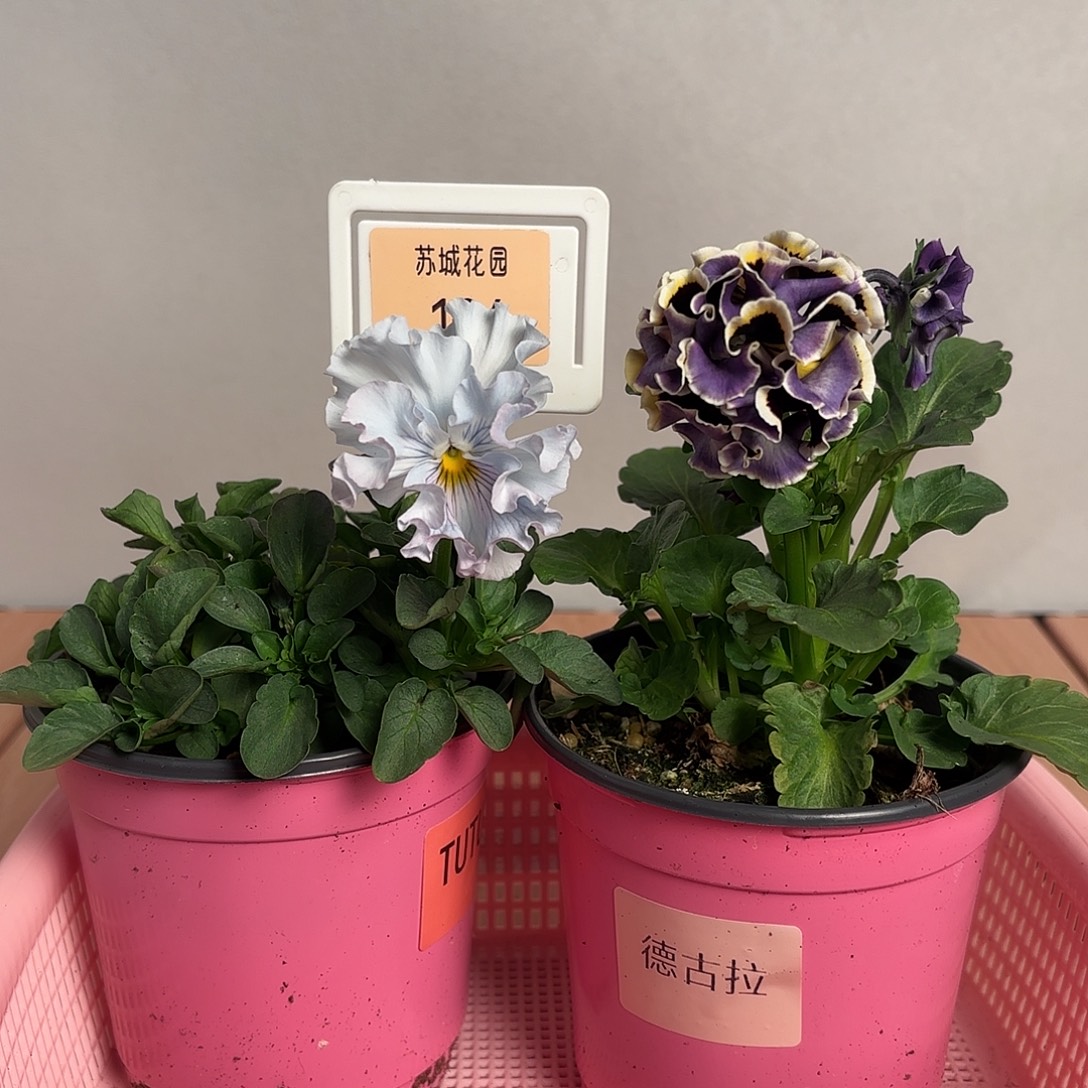 大部分开放少量花苞106