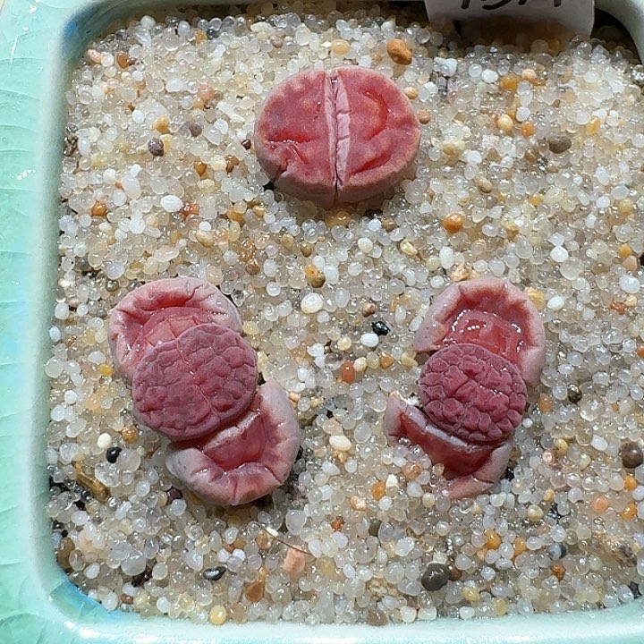 红陶蘑菇285阿克