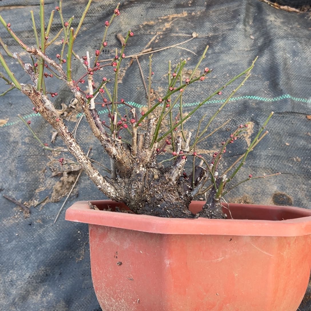 青***蓝无花朵玉蝶白梅梅花盆景