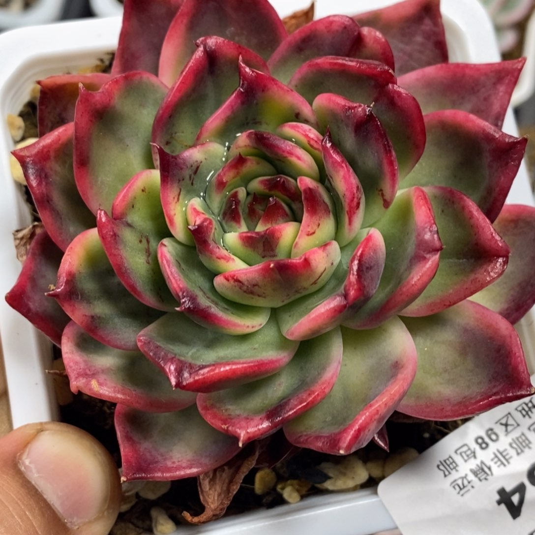 564桃花锦单头带侧芽有根