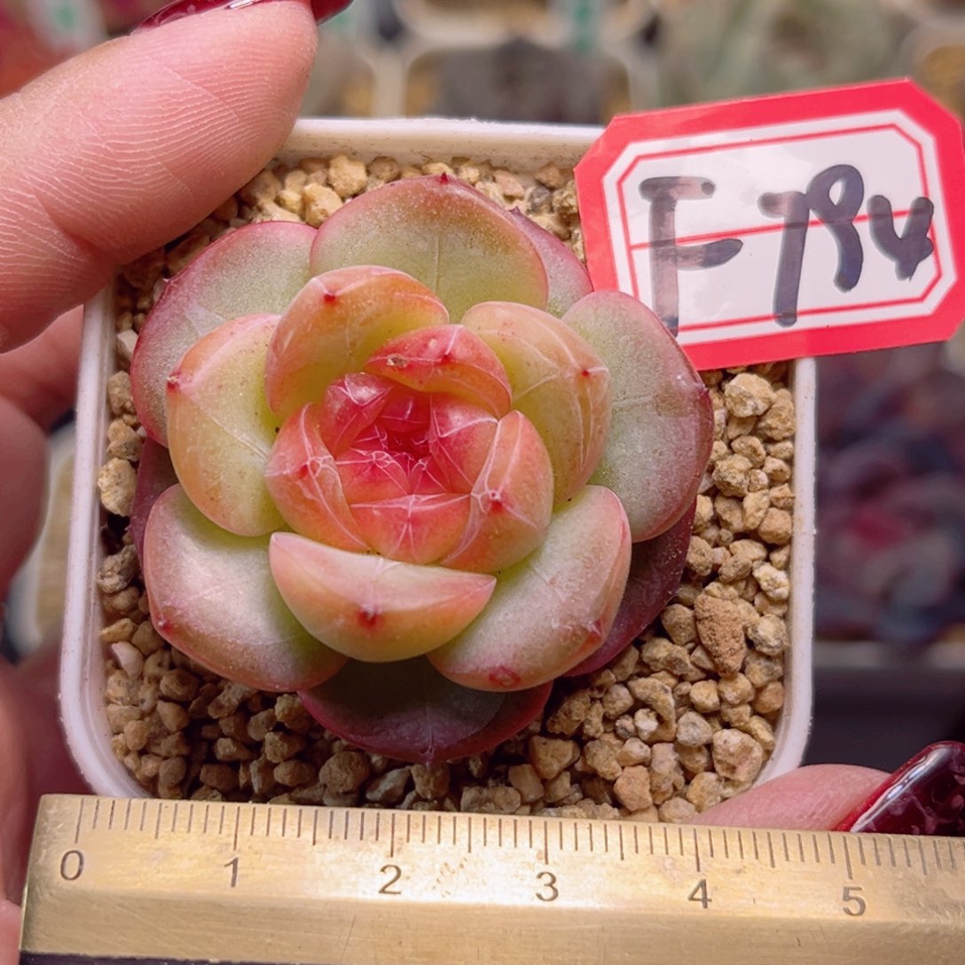 F794一物一拍 寒酥