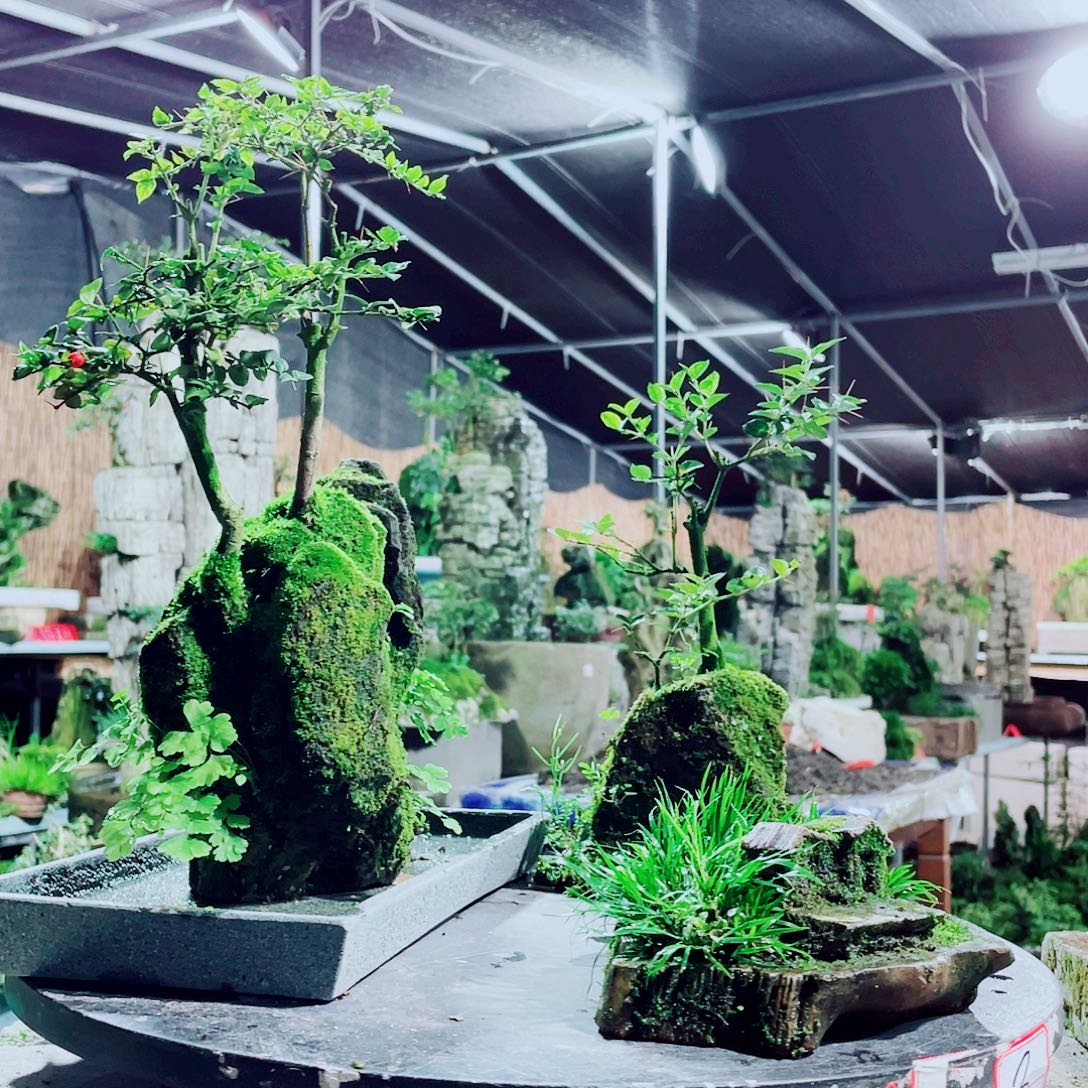 剑***高无花朵新品发布的时候就已经