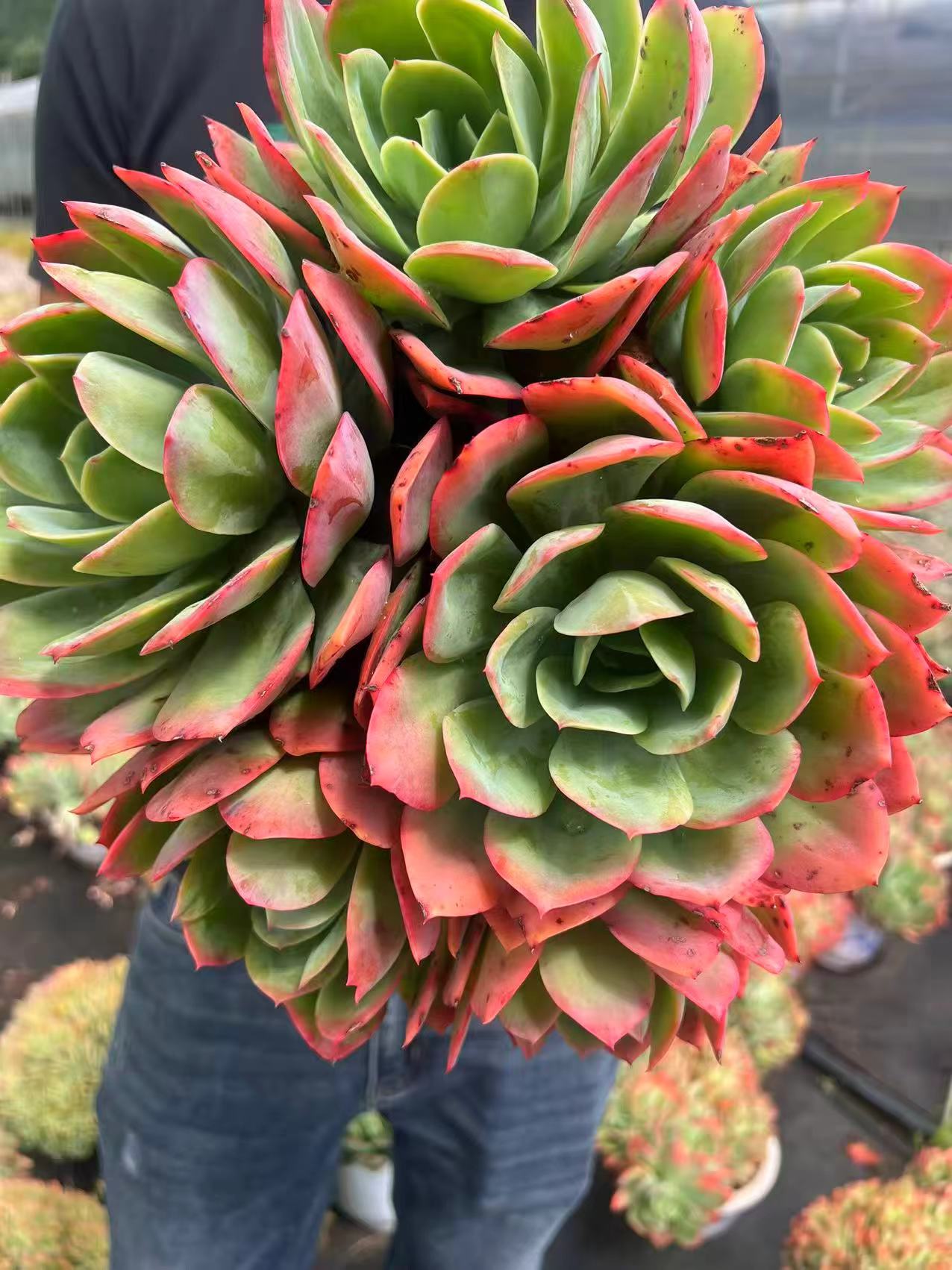 老桩大绮箩仙子多肉植物特大号好看好养盆栽绿植