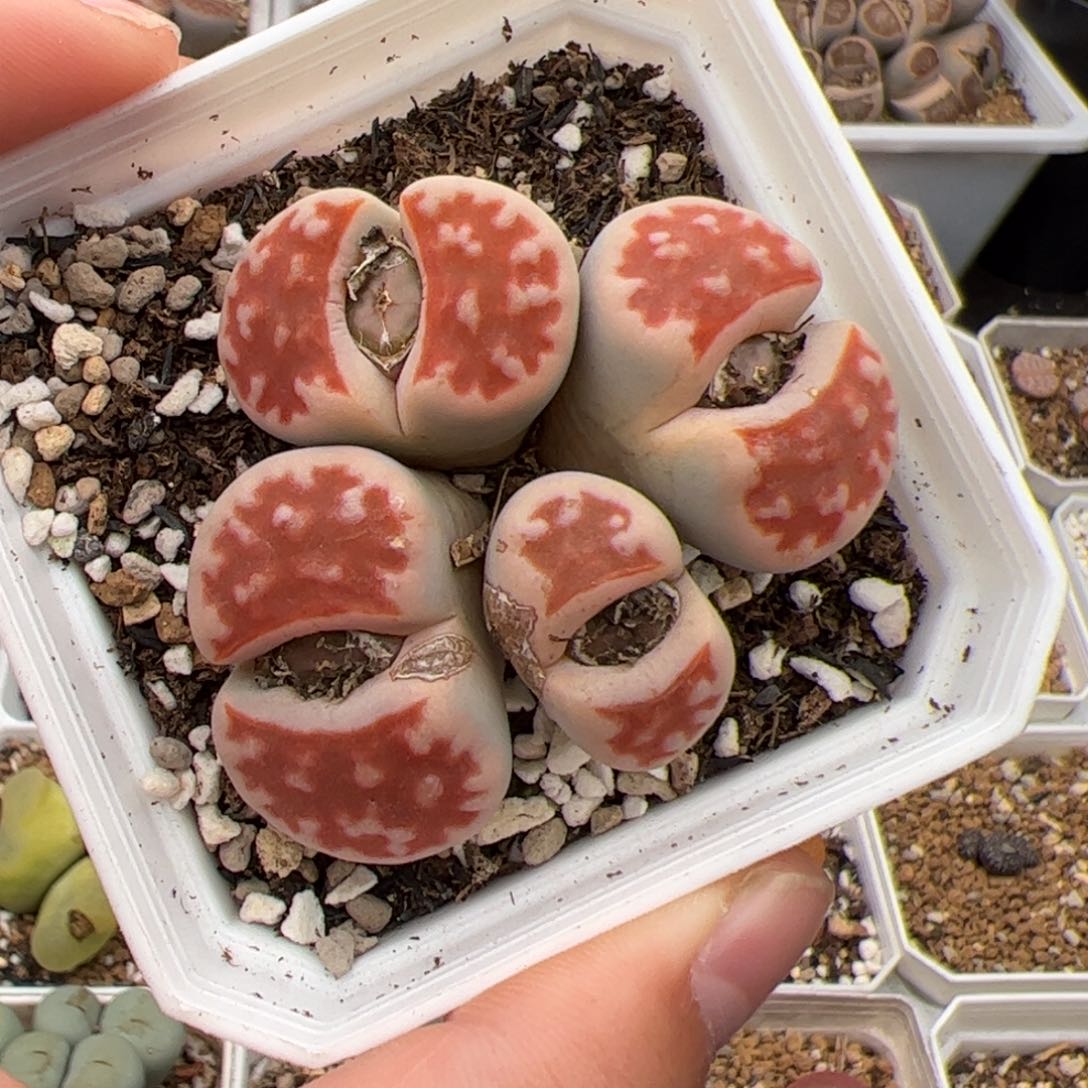 072号花纹玉 多肉植物