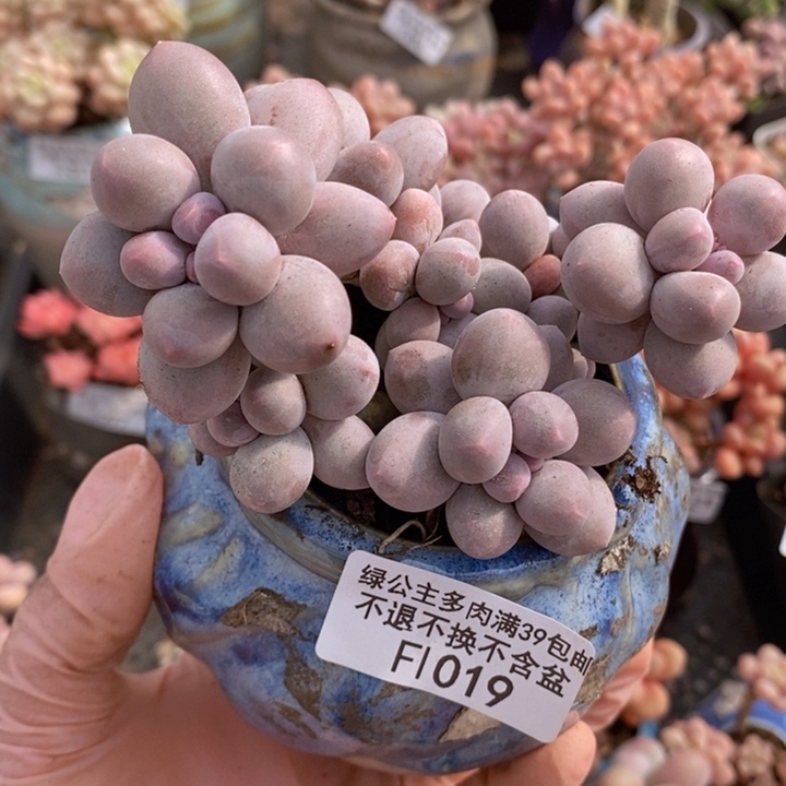 香水手指奶9cm1019多肉植物