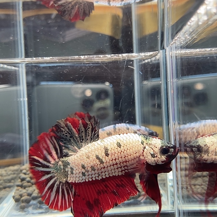 斗鱼黑351号巨丢将军