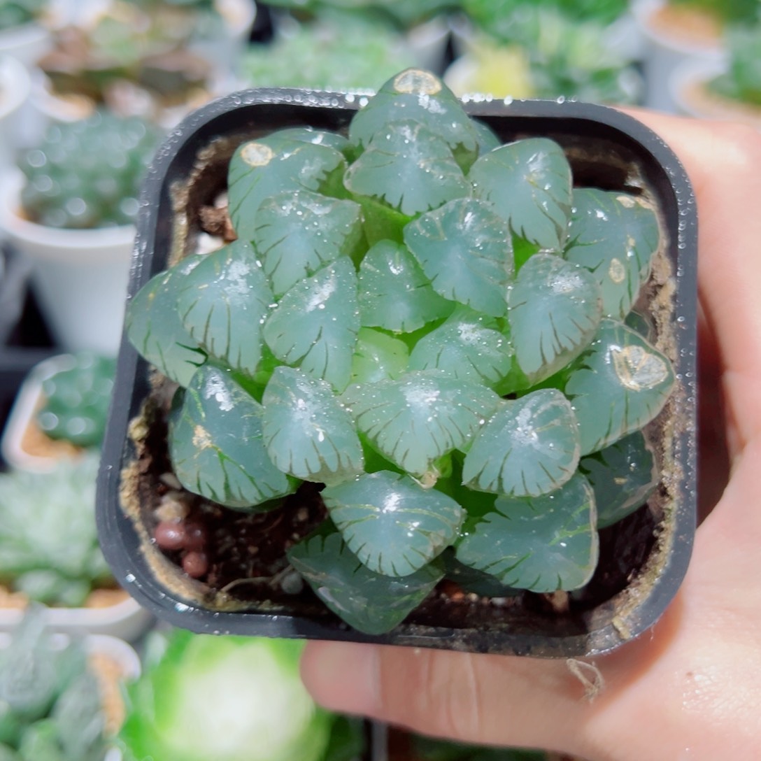 母本大冰灯，11.8裂痕