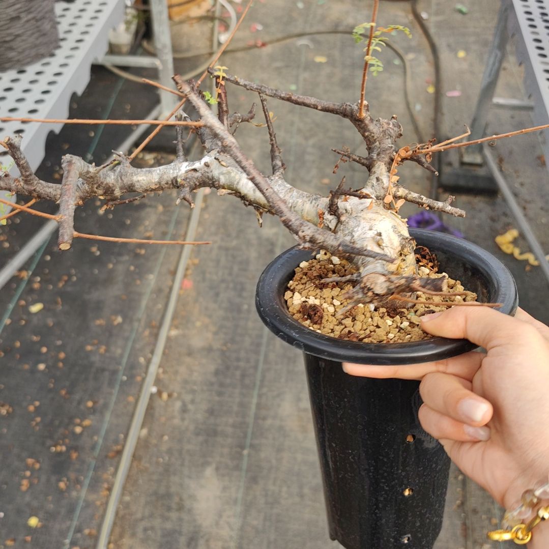 索马里羽叶没药熟桩