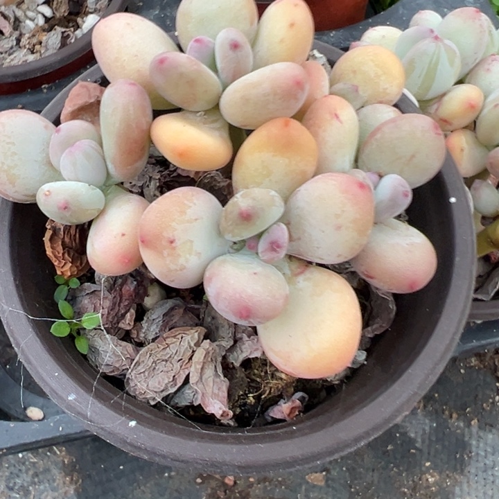 老桩三日月奶量拍4头起发多肉植物