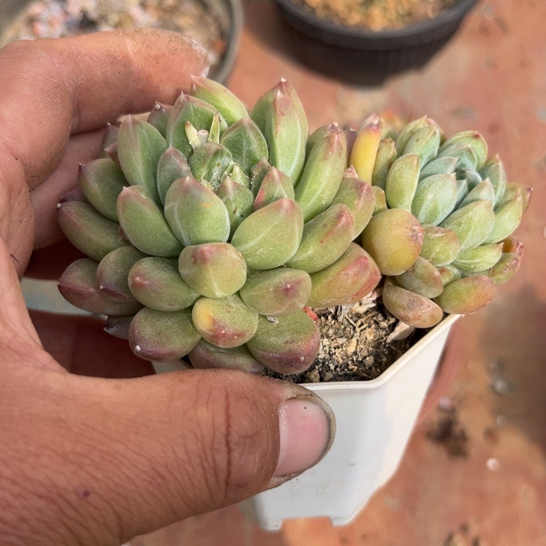 甲骨文石化多肉植物