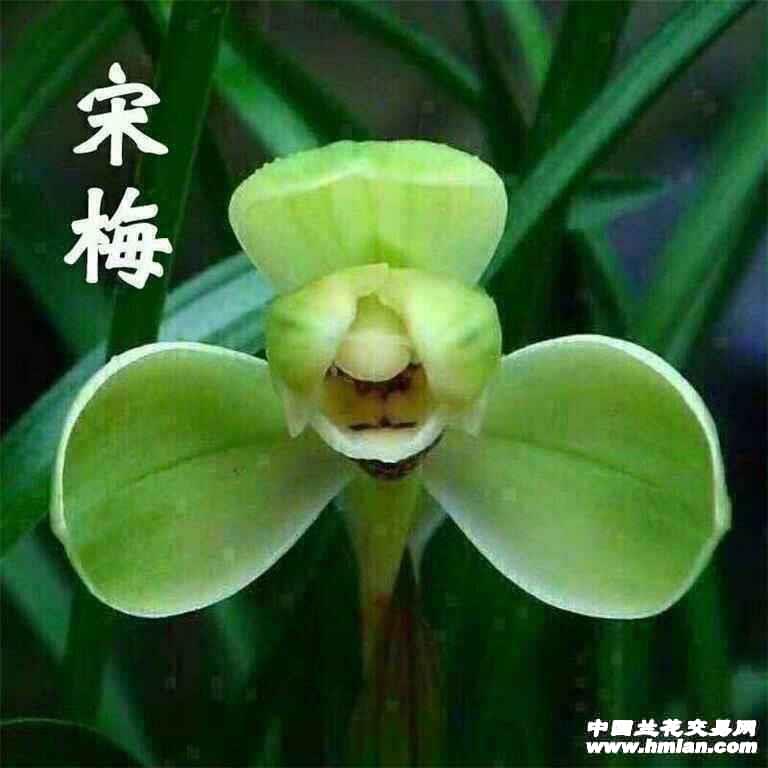 春兰宋梅原种兰花苗室内花卉盆栽清香优雅叶姿优美
