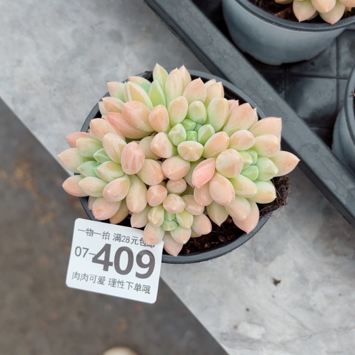 星空美人多肉植物多肉
