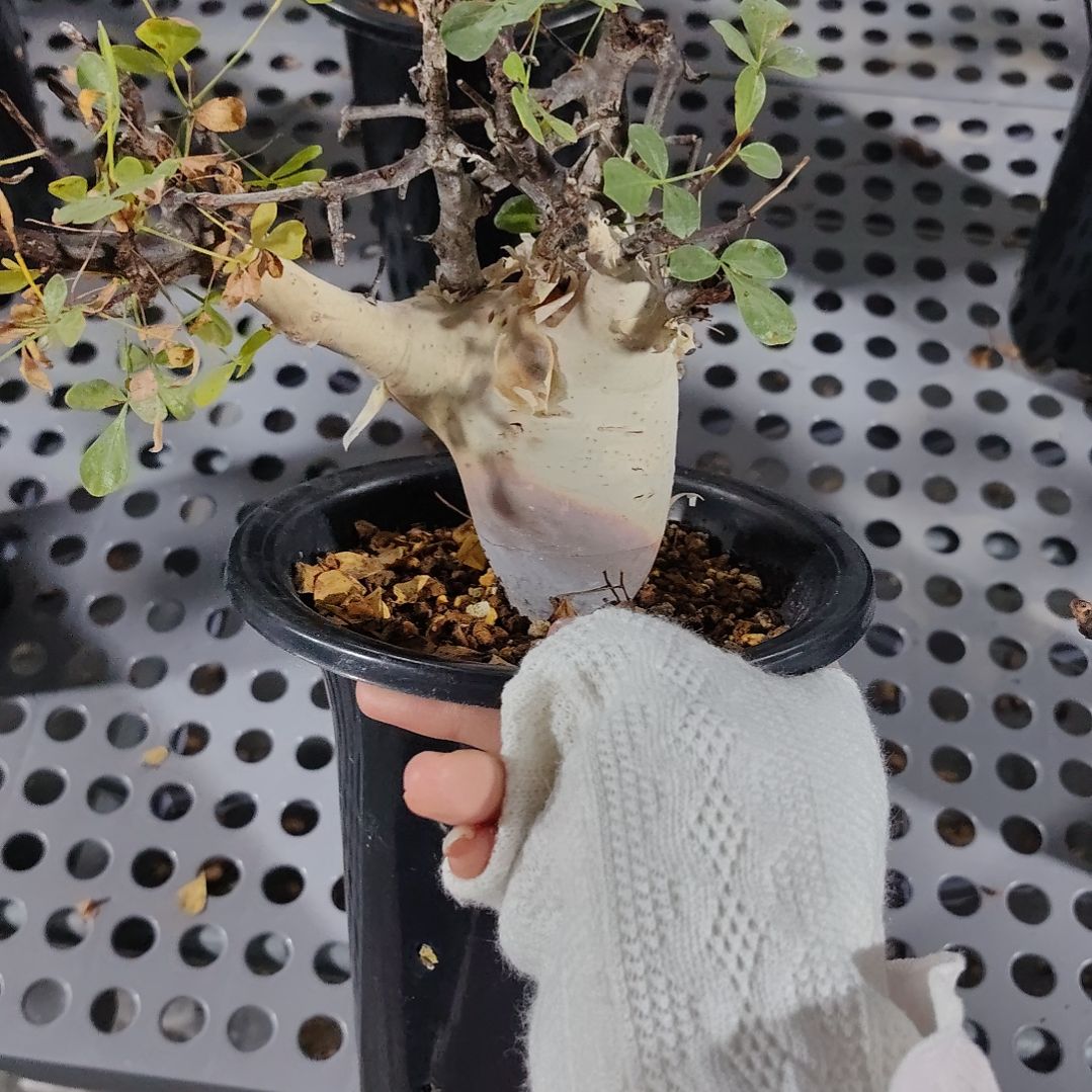 正白皮卡塔夫熟桩可寄养