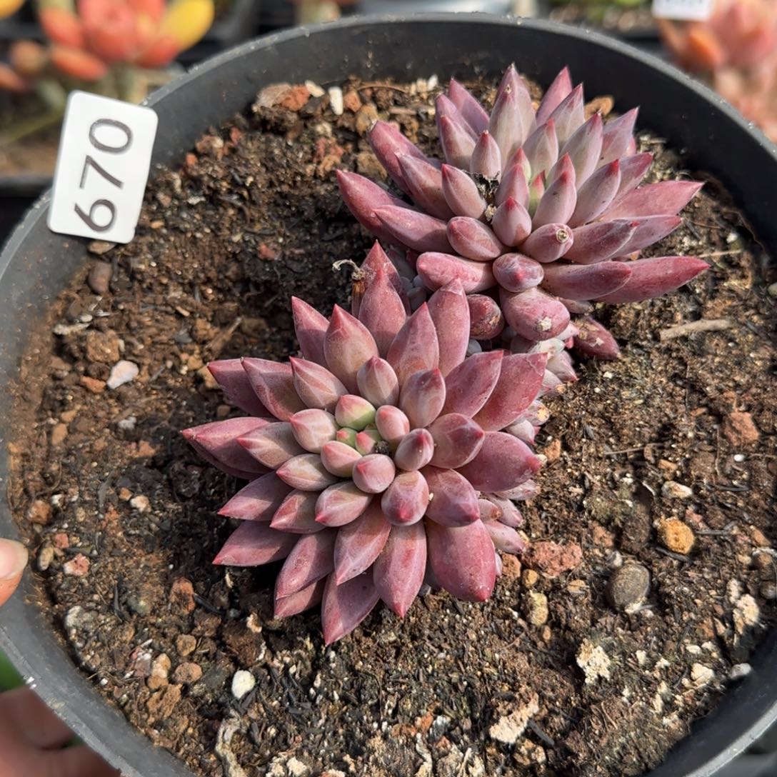 670号一物一拍一物一拍