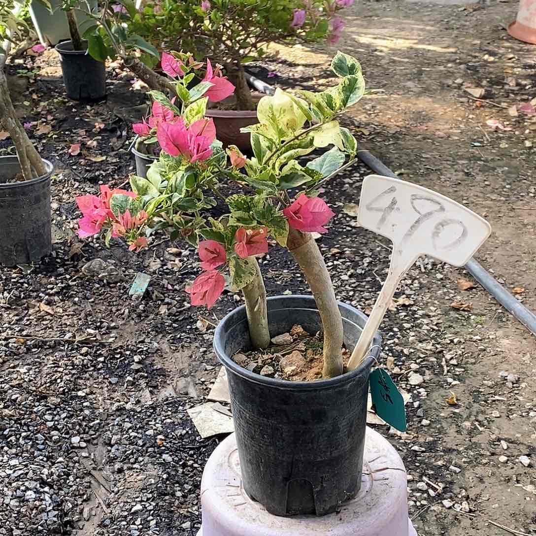 大部分开放少量花苞米罗490