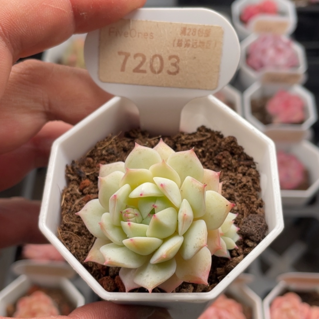 静夜7203-4.5厘米