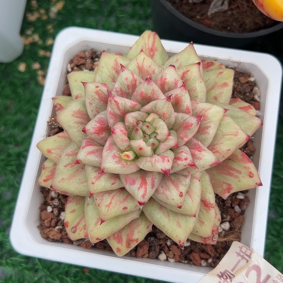 蔷薇人玫瑰292           