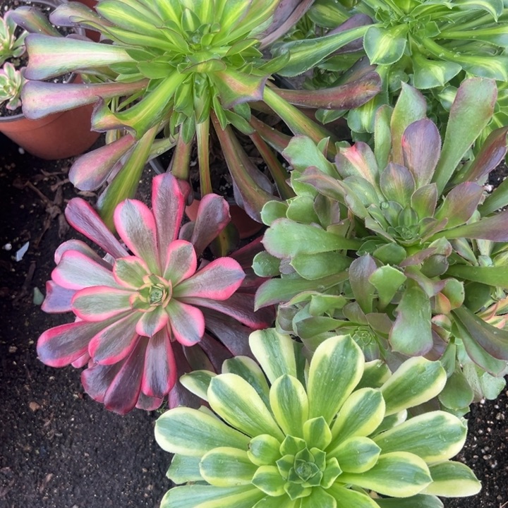 多肉植物5颗不售后