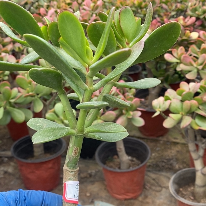 风***铃韩国紫叶一物一拍