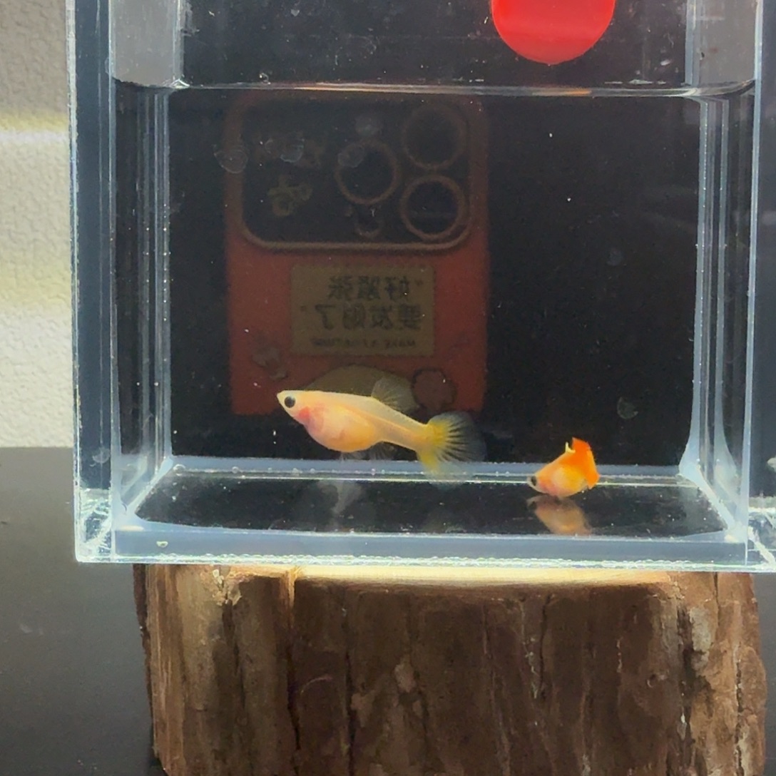 孔雀鱼玻璃猫孔雀19