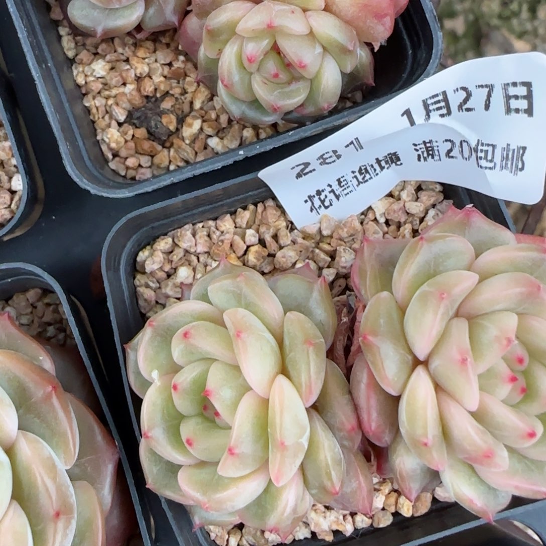 花语逸镜0127-281