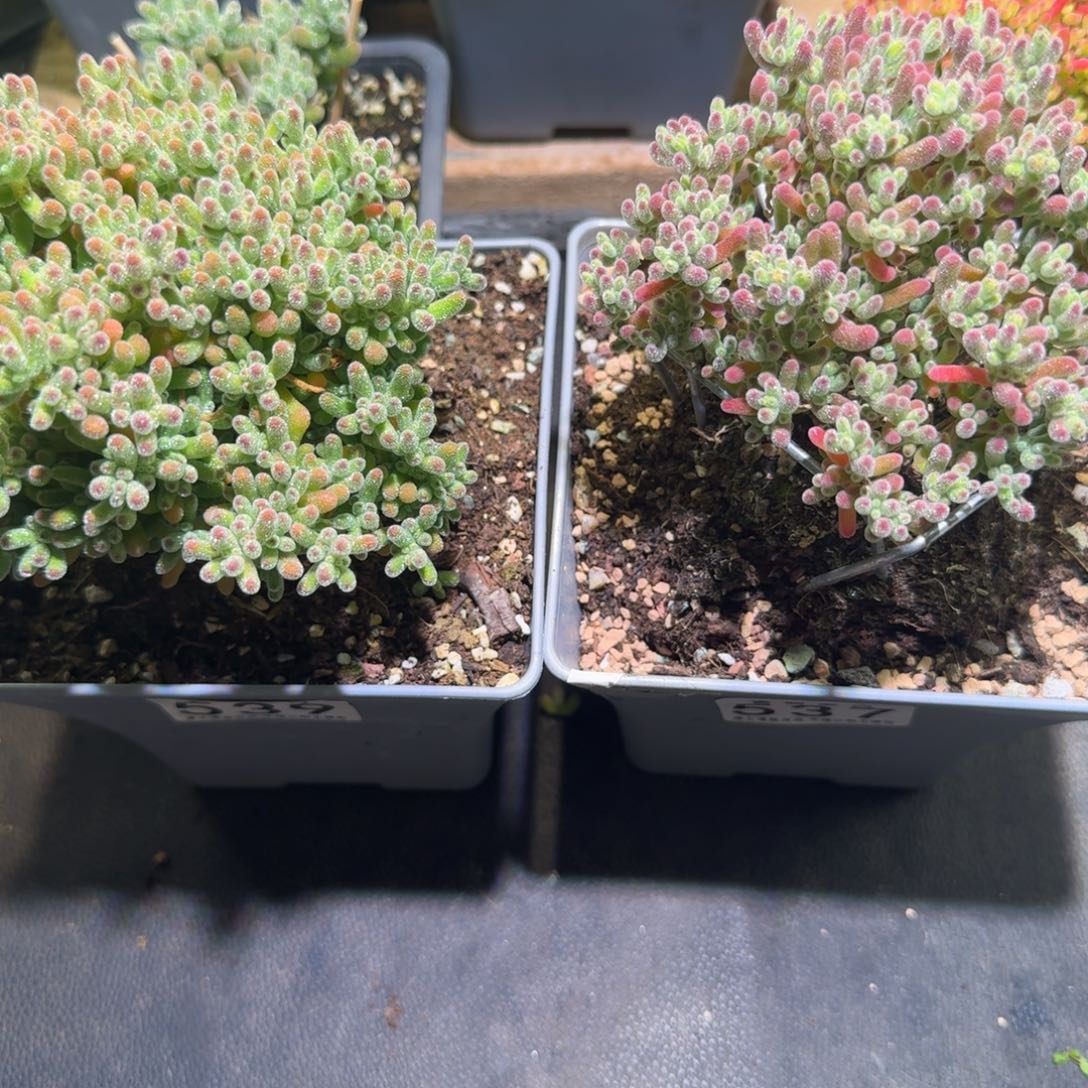 冰晶539.冰晶537福利组合