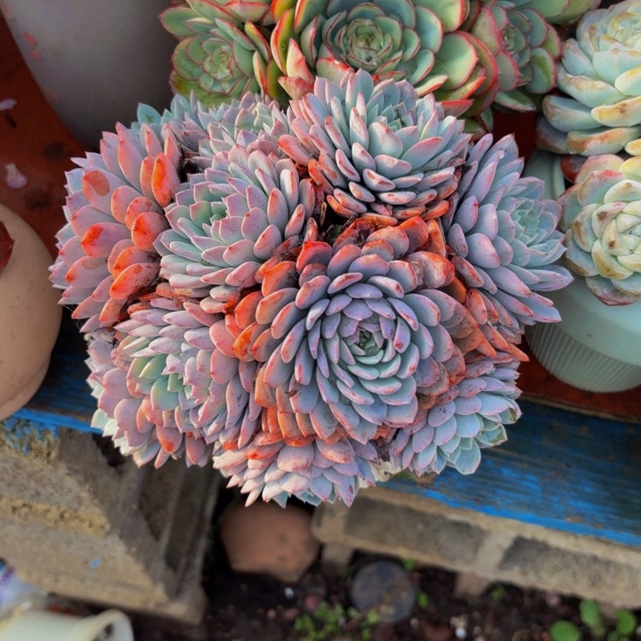 用***8老桩精品肉肉海棠