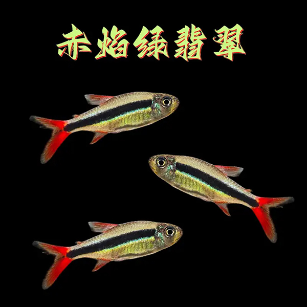 炽焰绿翡翠灯鱼南美小型热带观赏鱼草缸群游淡水鱼