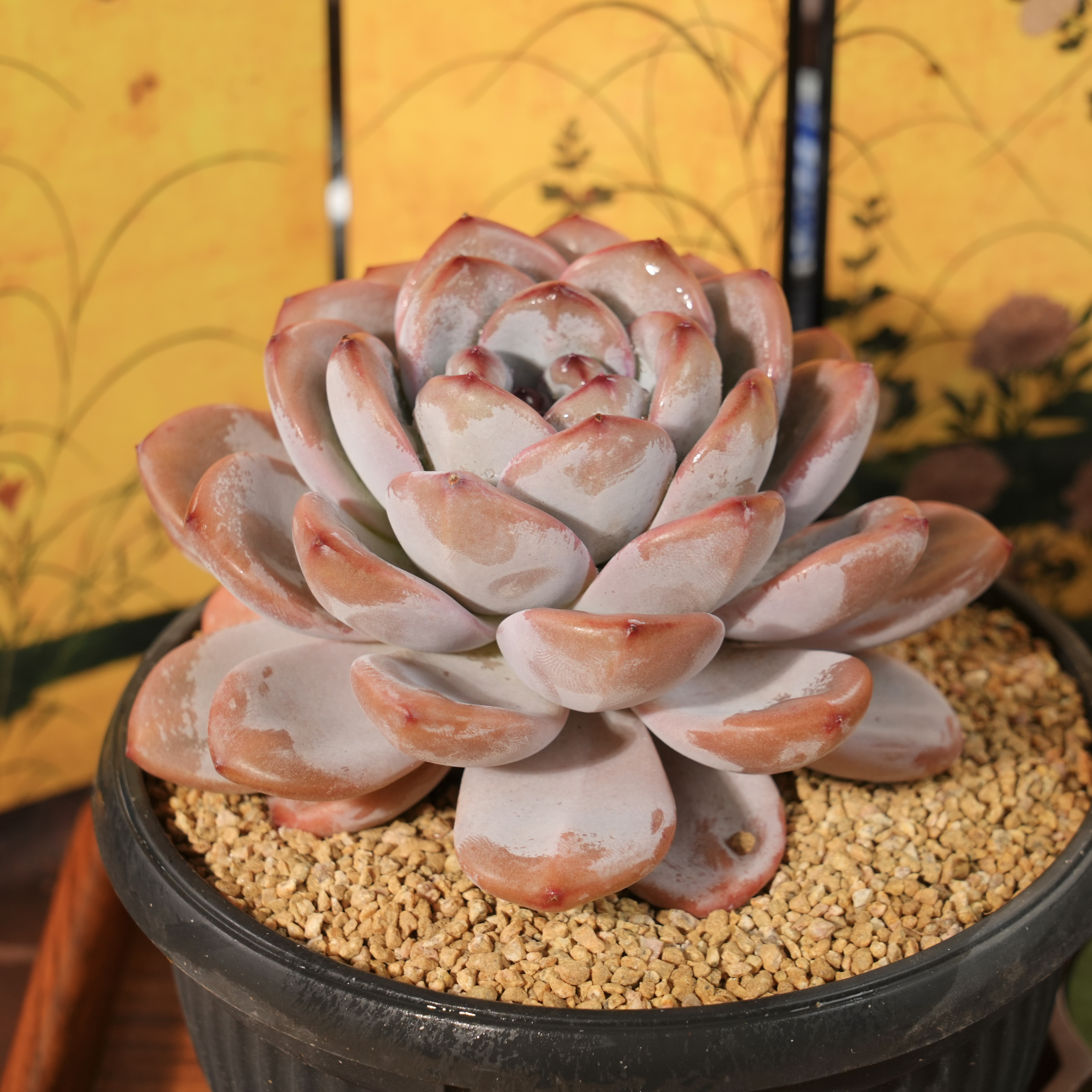 【从前慢甄选】星星雪多肉  量拍链接