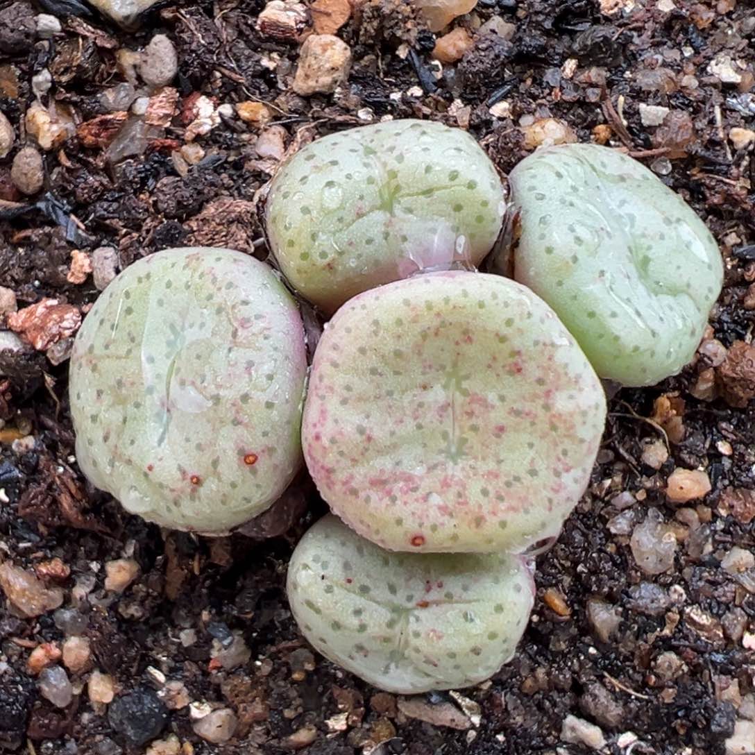 2.21好看的多肉164