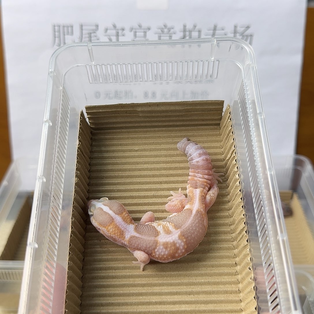 肥尾守宫直线 奶橘 妹妹