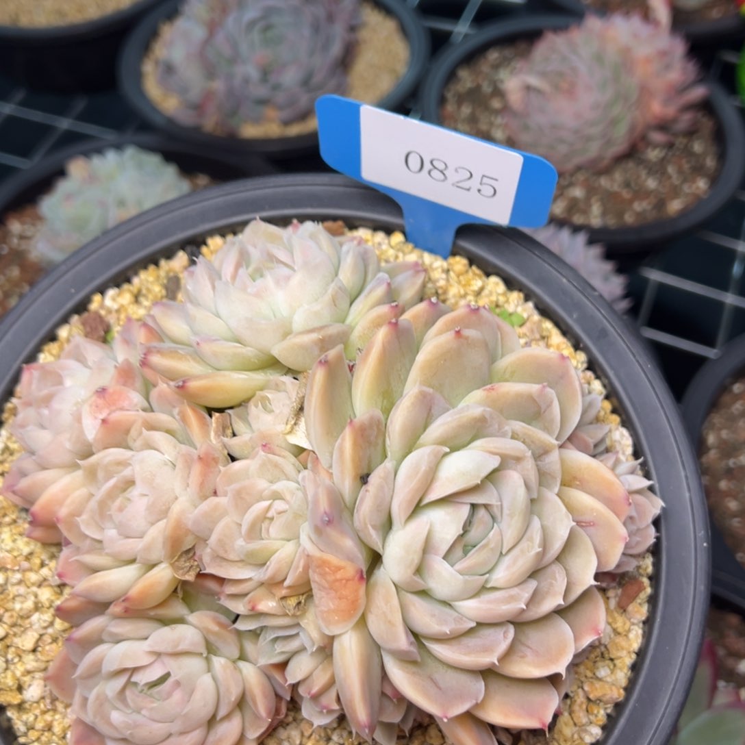 淡**定0825肉多么多么肉多么