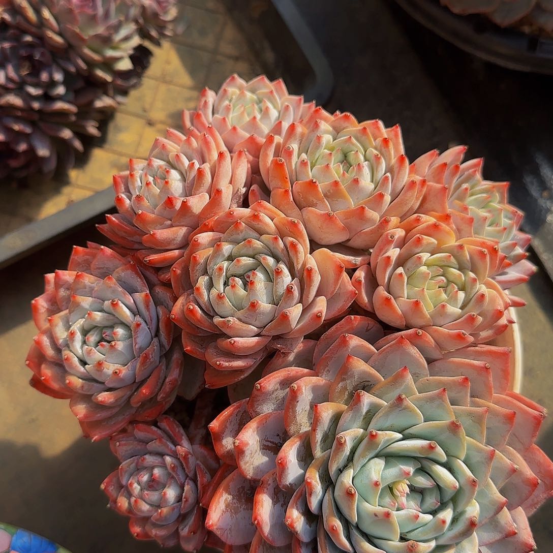 ?****哦哦哦哦哦哦哦哦哦哦哦哦哦