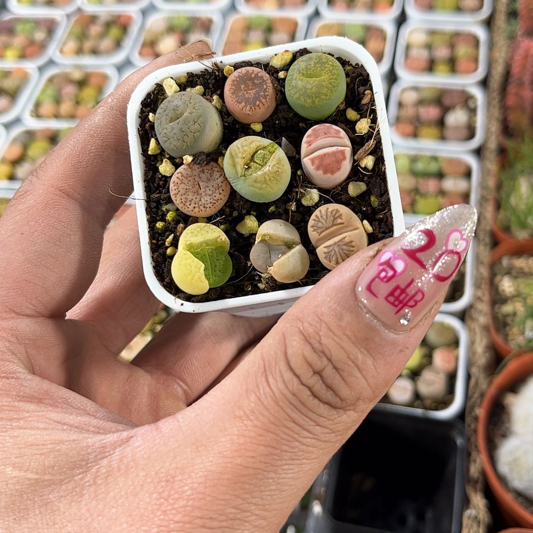 彩色单头发货有根发货