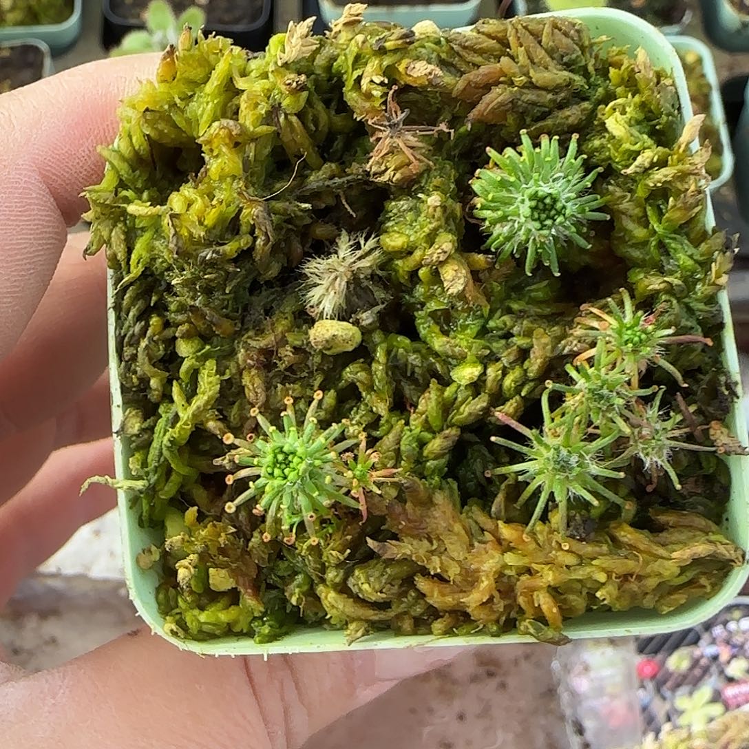 无花朵长鳞茅膏菜