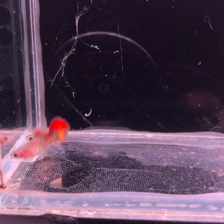 ***孔雀鱼海棠玻璃猫大C1对