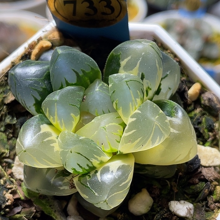 733巨大化北极之光锦