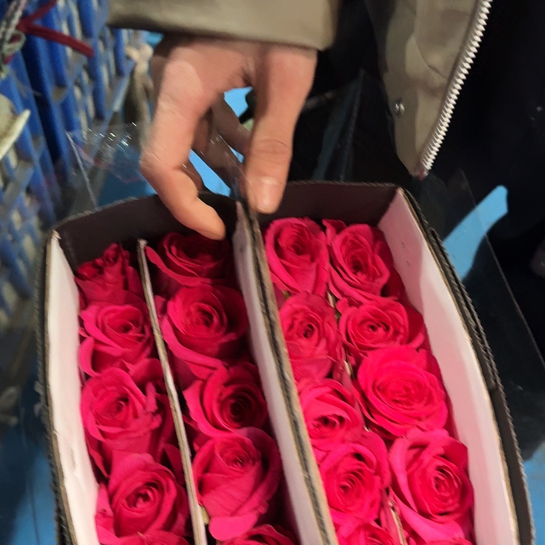 高品质弗洛伊德单头玫瑰10支