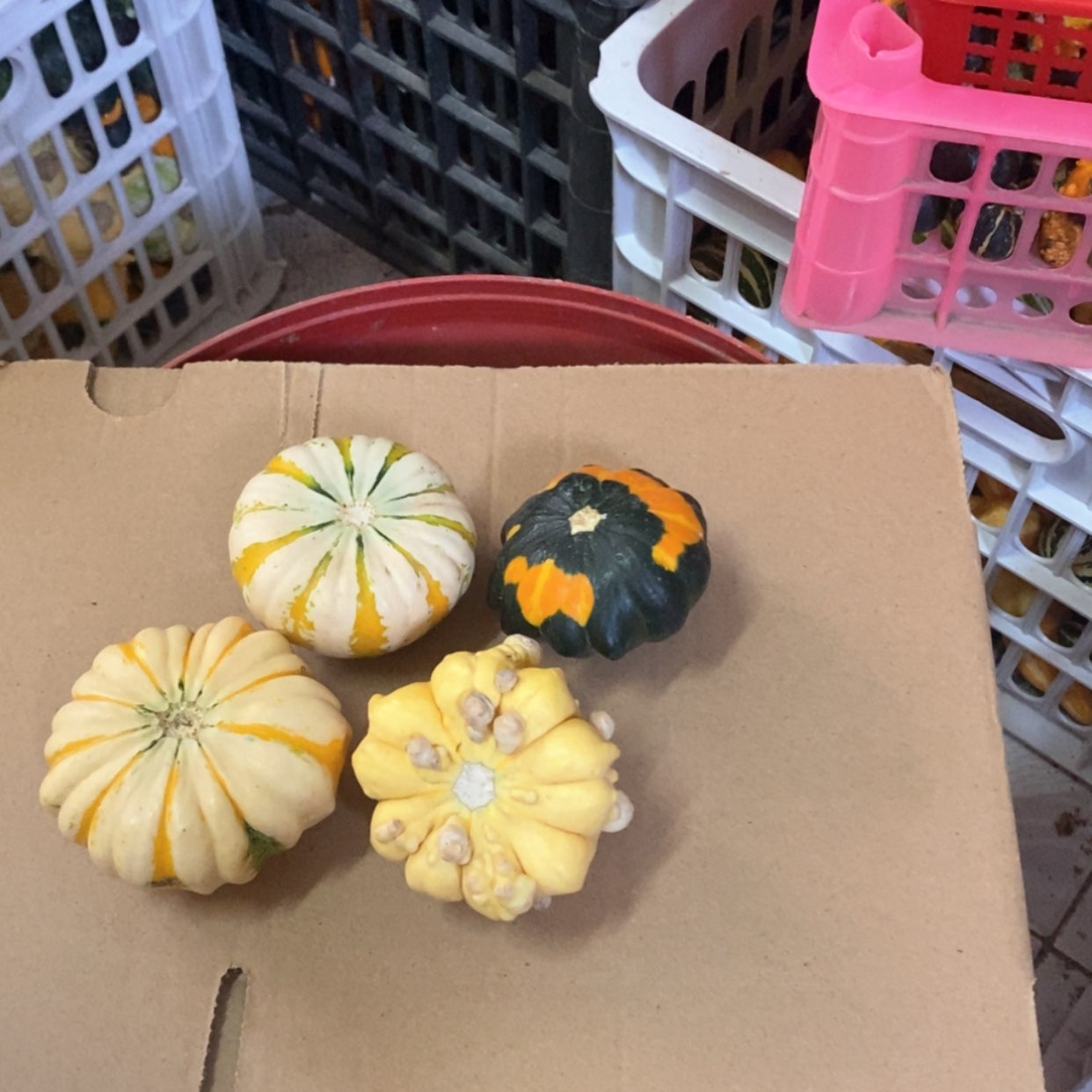 【闪购商品】教**?墨西哥葫芦直播自选