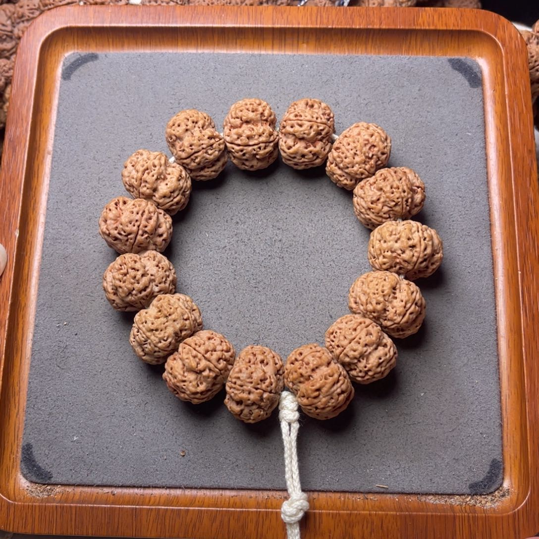 菩提籽类21号金刚菩提矮壮满肉梅花24