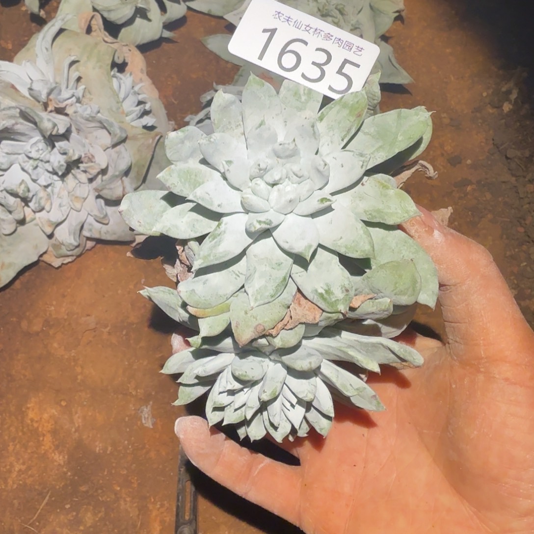 3代杂交仙女杯多哦去对处理瑕疵