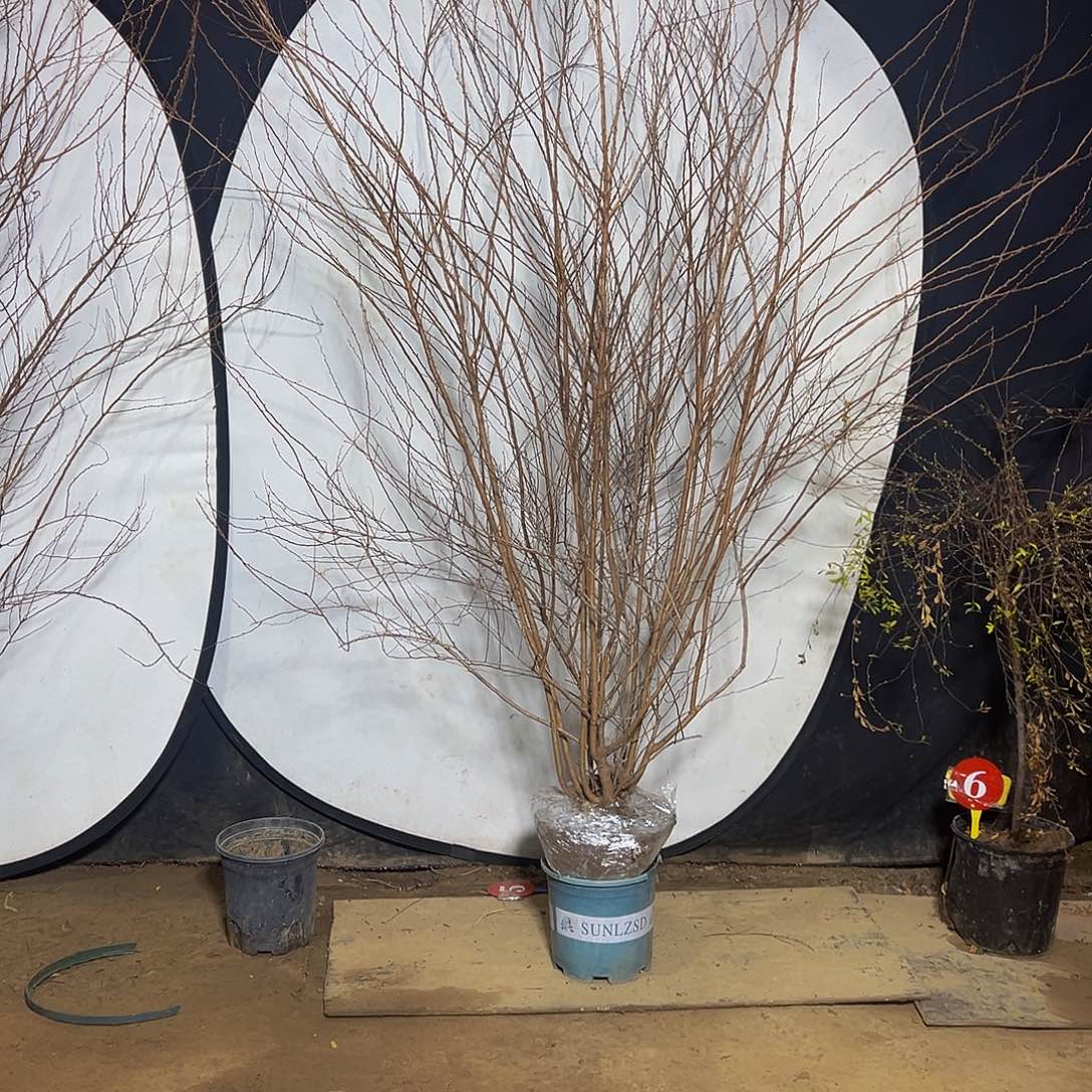 完全开放重瓣喷雪花大苗