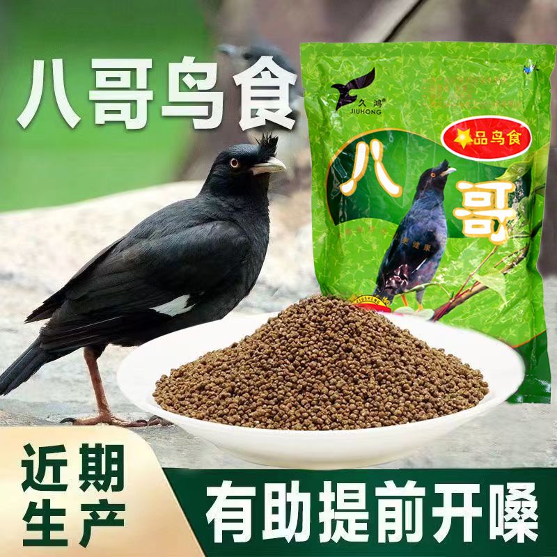 黑八幼鸟饲料下单请观看售后须知活体只在运输中包活不包饲养风险