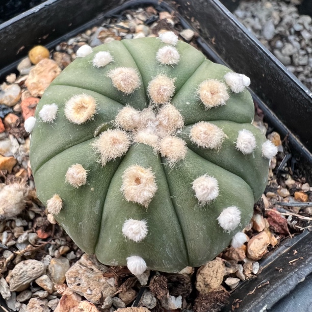 大尤高绒兜实生量拍仙人球多肉植物防辐射适合阳台桌面绿植盆栽